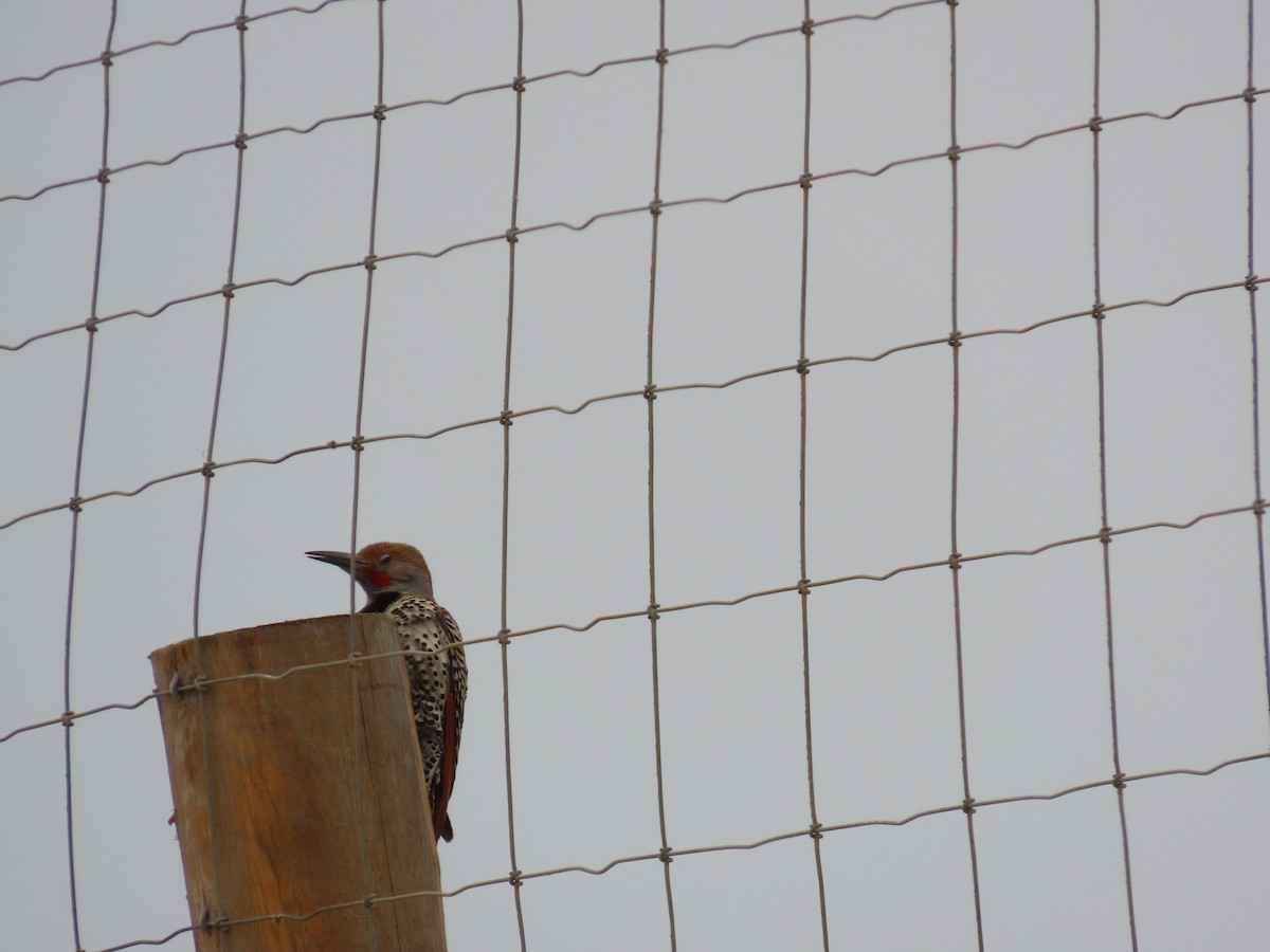 Northern Flicker - ML635394269