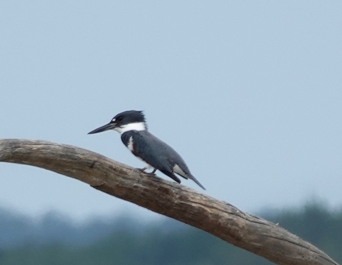 Belted Kingfisher - ML635394270
