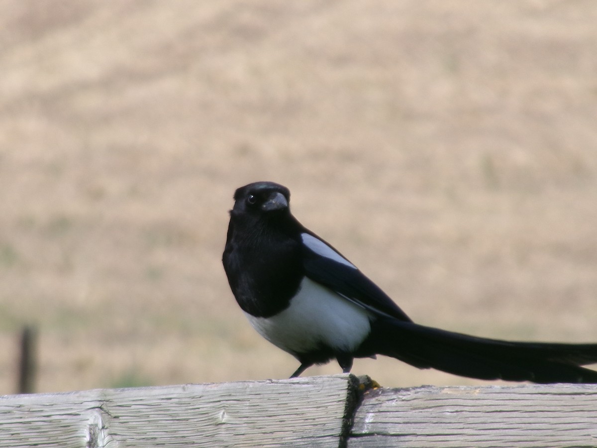 Mika iparramerikarra - ML635394388