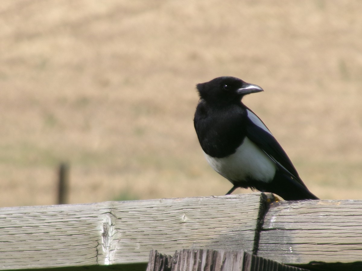 Mika iparramerikarra - ML635394394