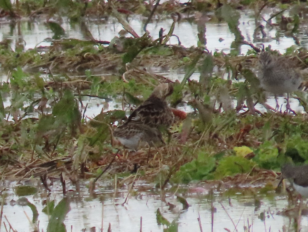 Graubrust-Strandläufer - ML635394492