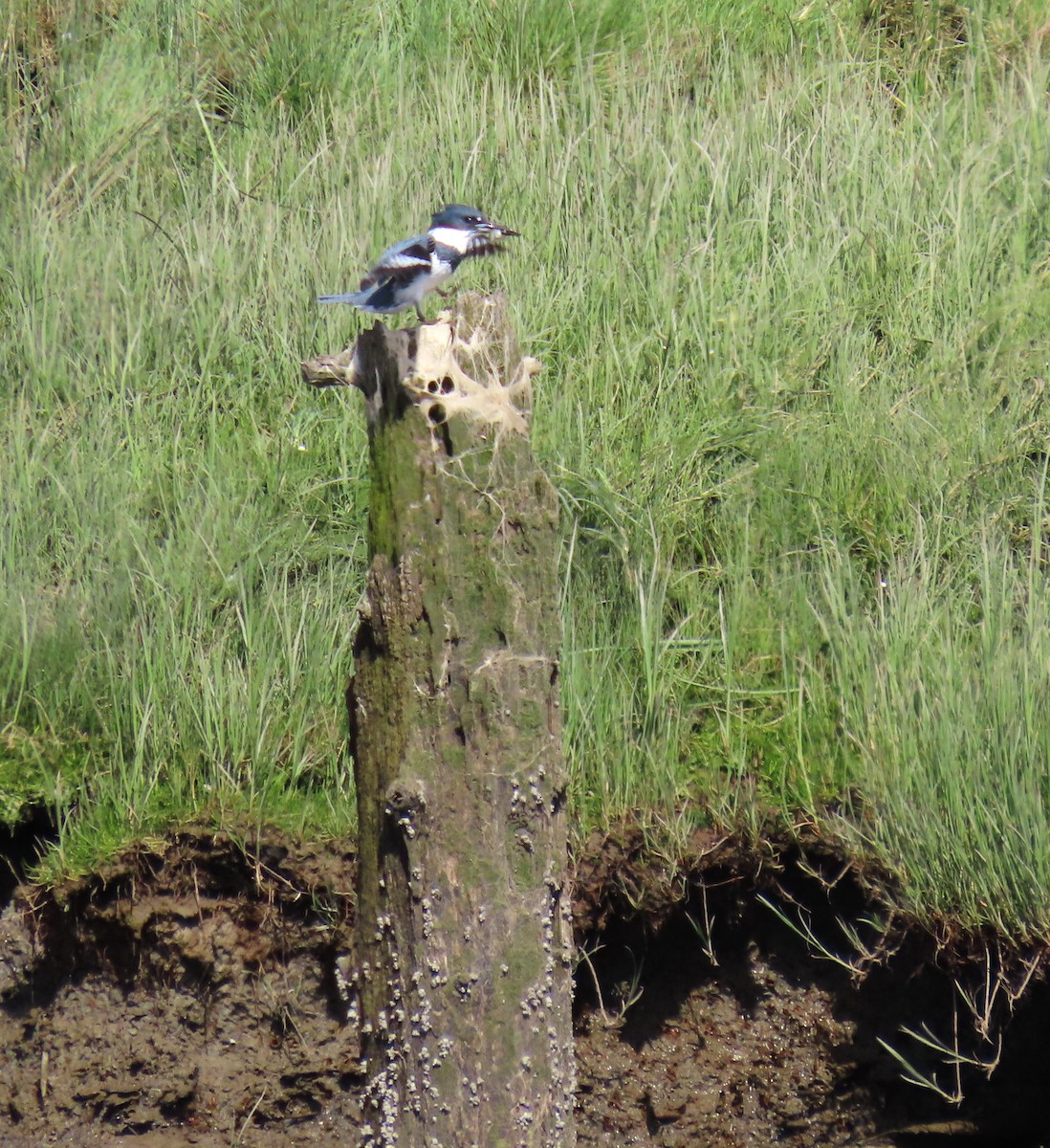 Belted Kingfisher - ML635394525