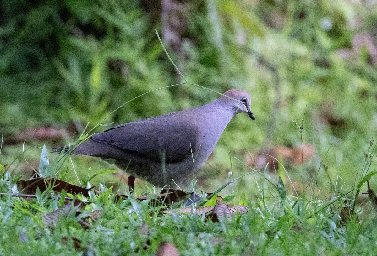 Gray-chested Dove - ML635394538