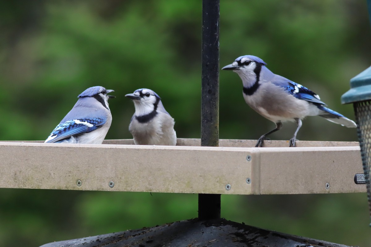 Blauhäher - ML635394595