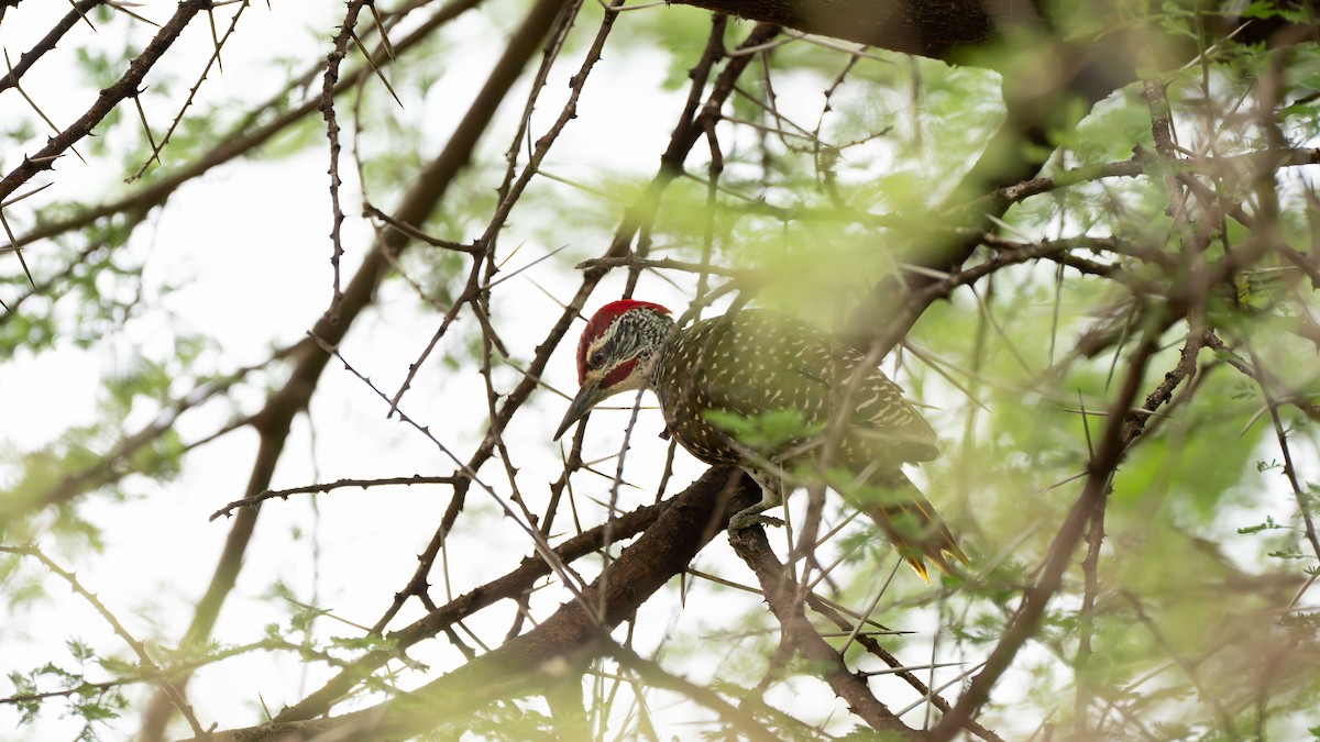 Nubian Woodpecker - ML635394640