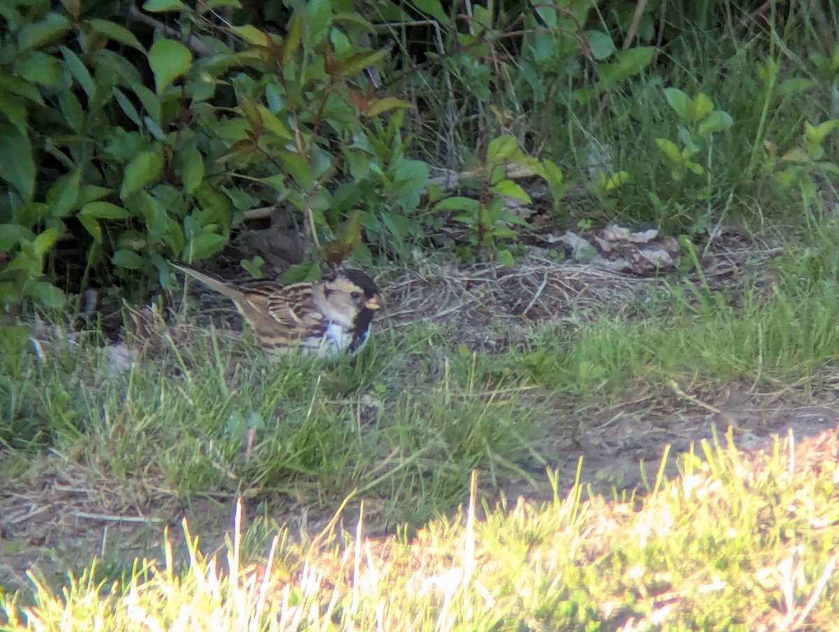 Harris's Sparrow - ML635394653