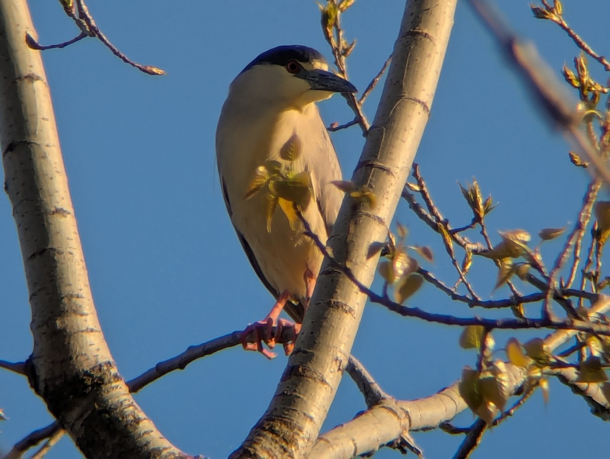 Black-crowned Night Heron - ML635394673