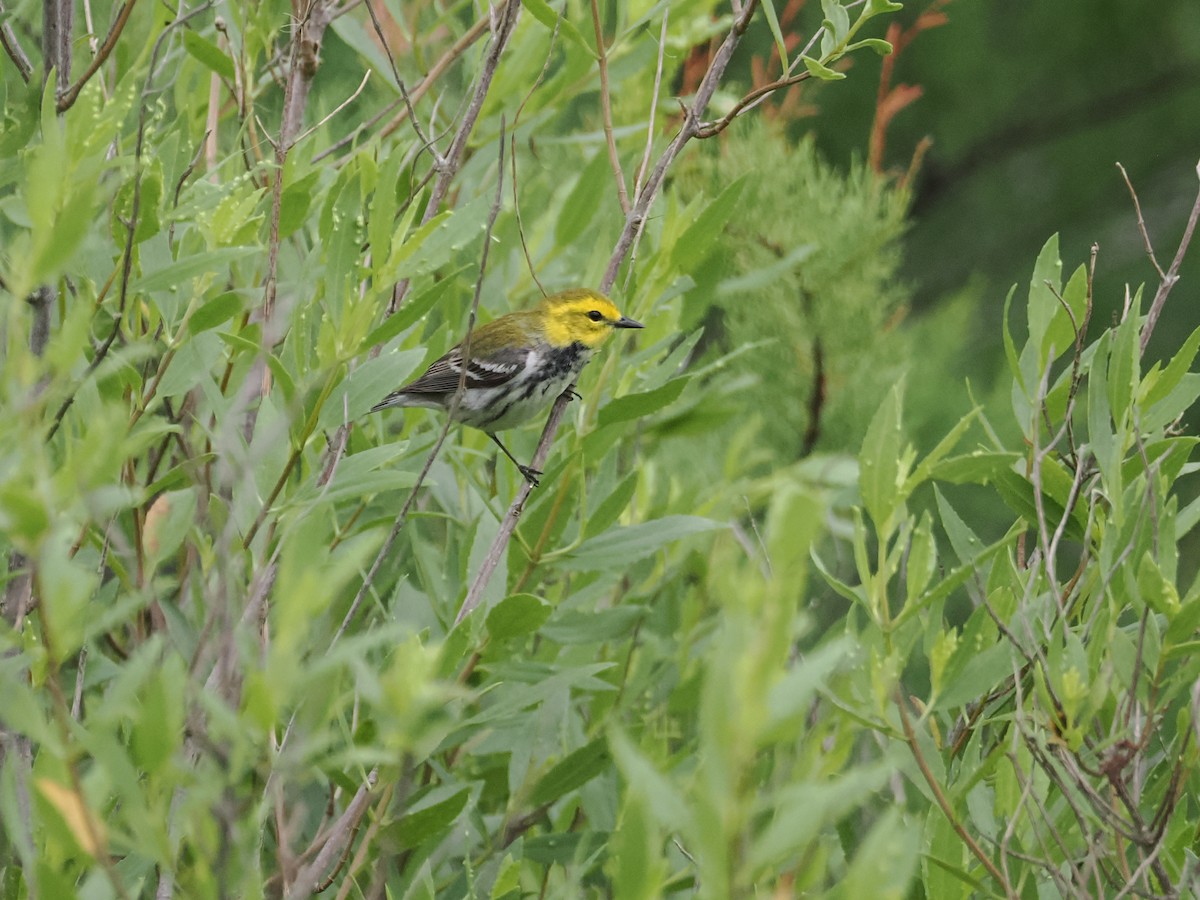 Black-throated Green Warbler - ML635394682