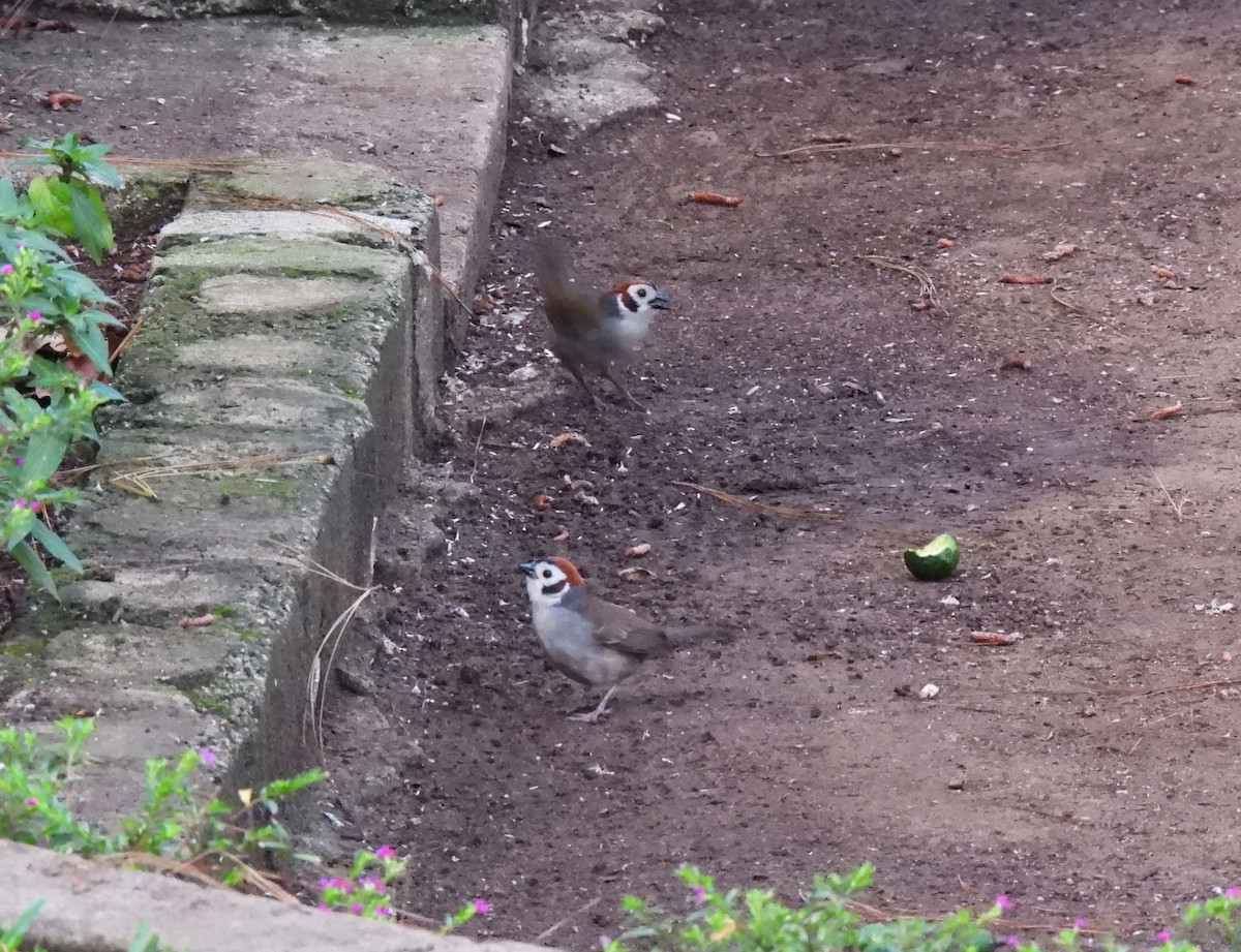 White-faced Ground-Sparrow - ML635394685