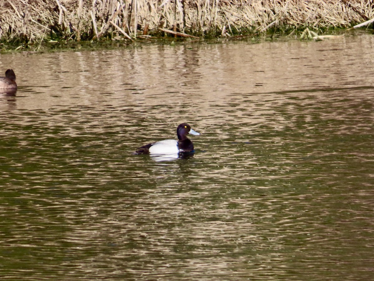Lesser Scaup - ML635394687