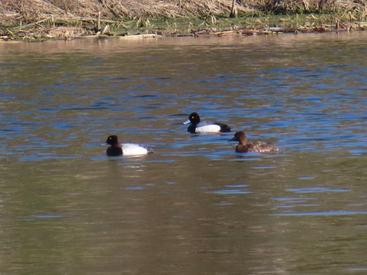 Lesser Scaup - ML635394688