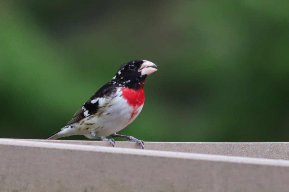 Rose-breasted Grosbeak - ML635394691