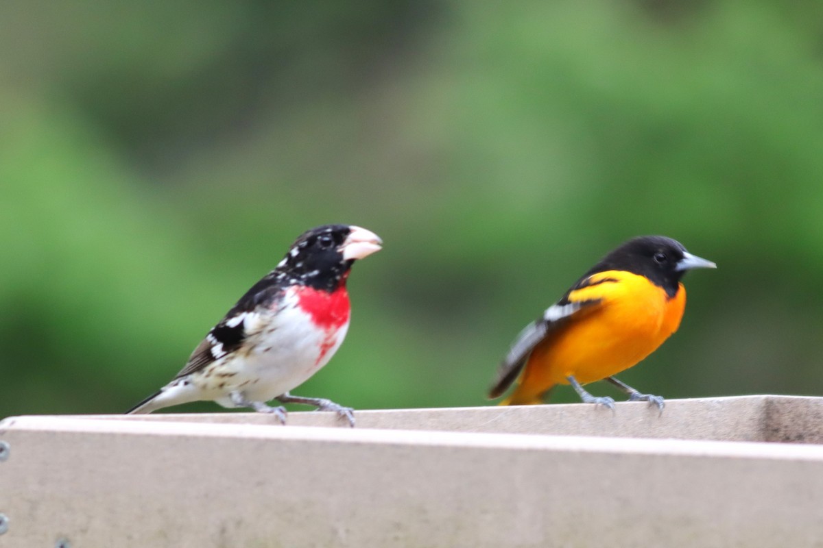 Rose-breasted Grosbeak - ML635394692