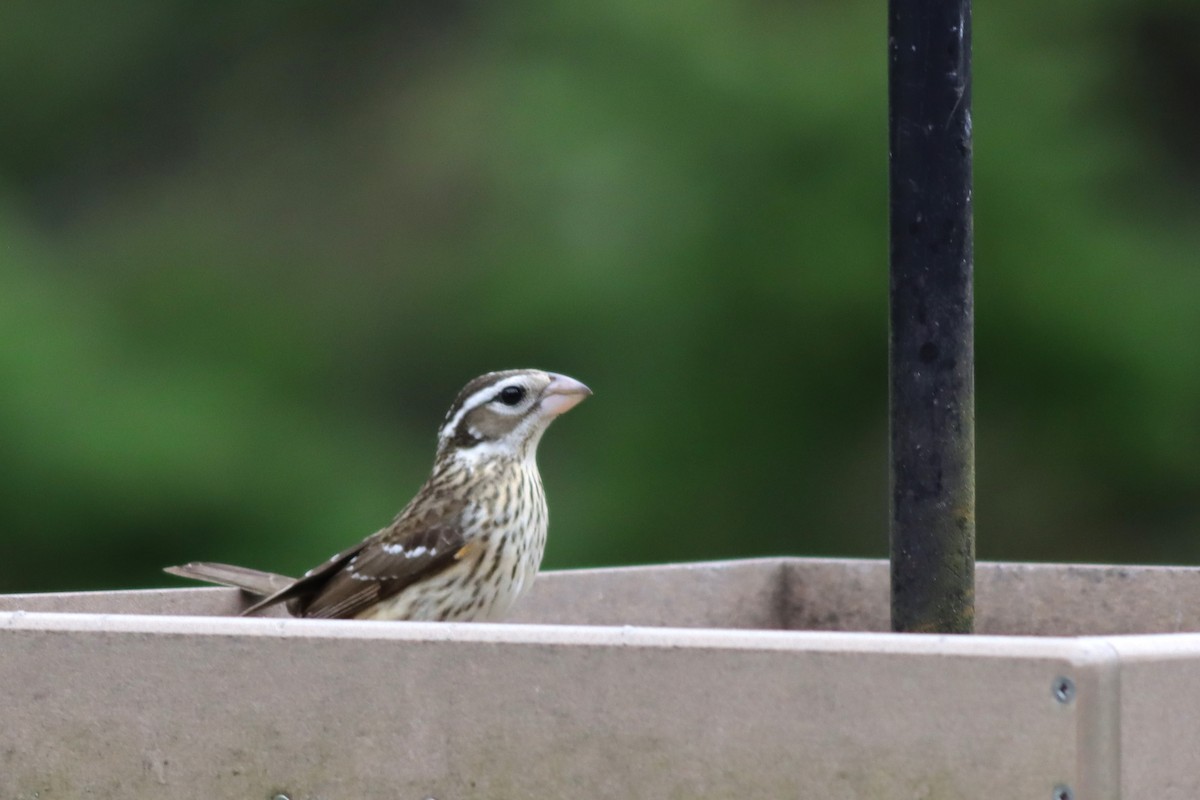 Rose-breasted Grosbeak - ML635394693