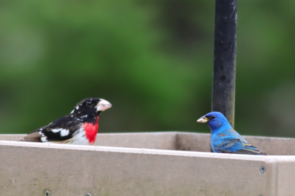 Rose-breasted Grosbeak - ML635394694