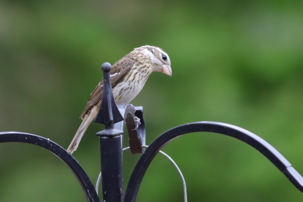 Rose-breasted Grosbeak - ML635394695