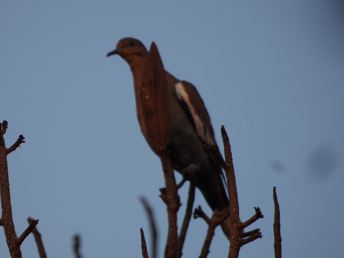 White-winged Dove - ML635394699