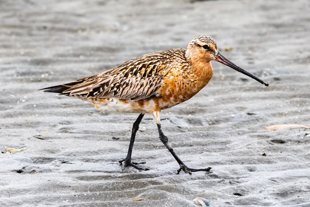 Bar-tailed Godwit (Siberian) - ML635394703
