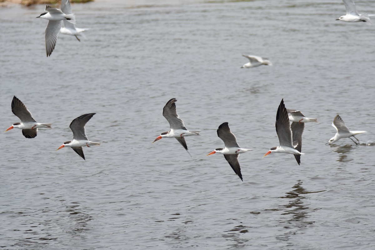 African Skimmer - ML635394705