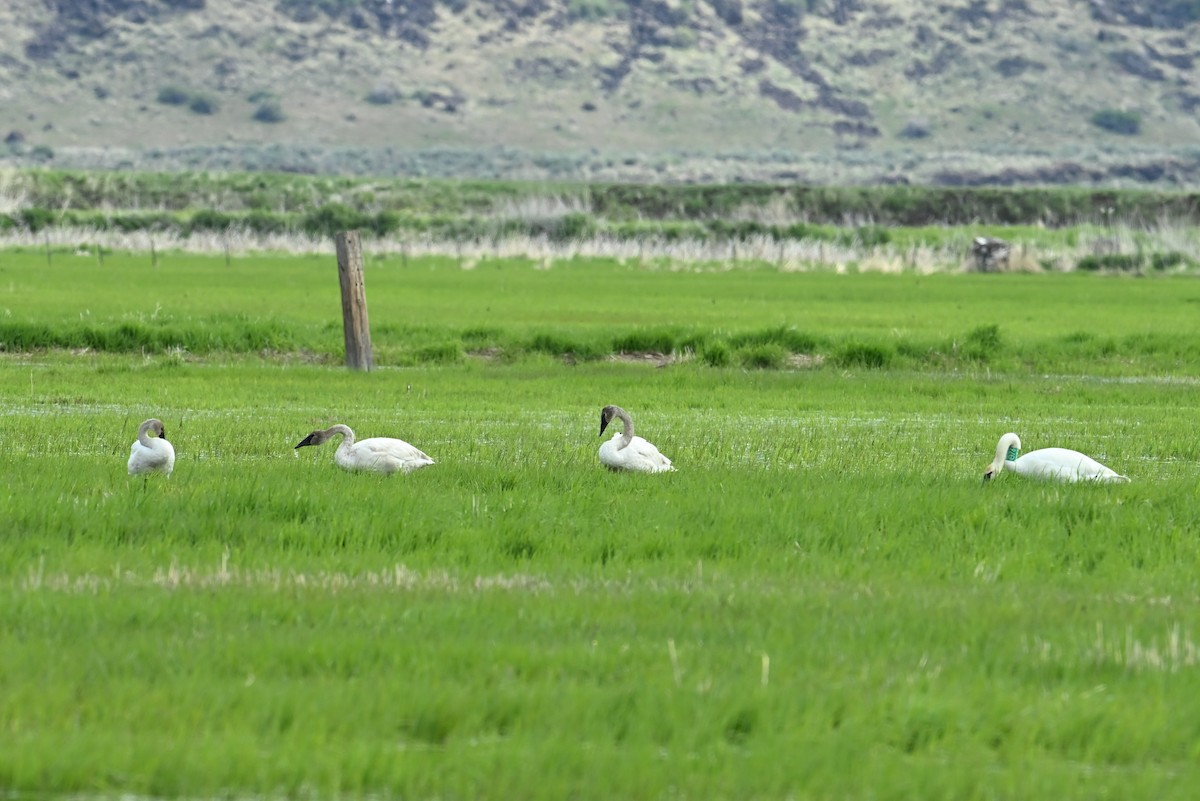 Trumpeter Swan - ML635394707