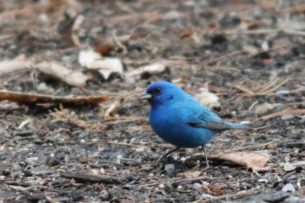 Indigo Bunting - ML635394708