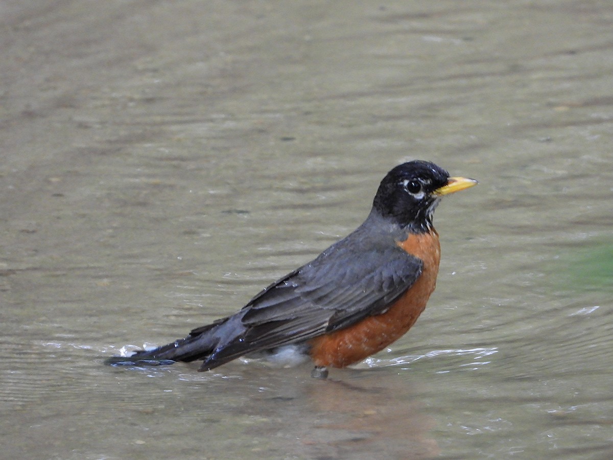 American Robin - ML635394931