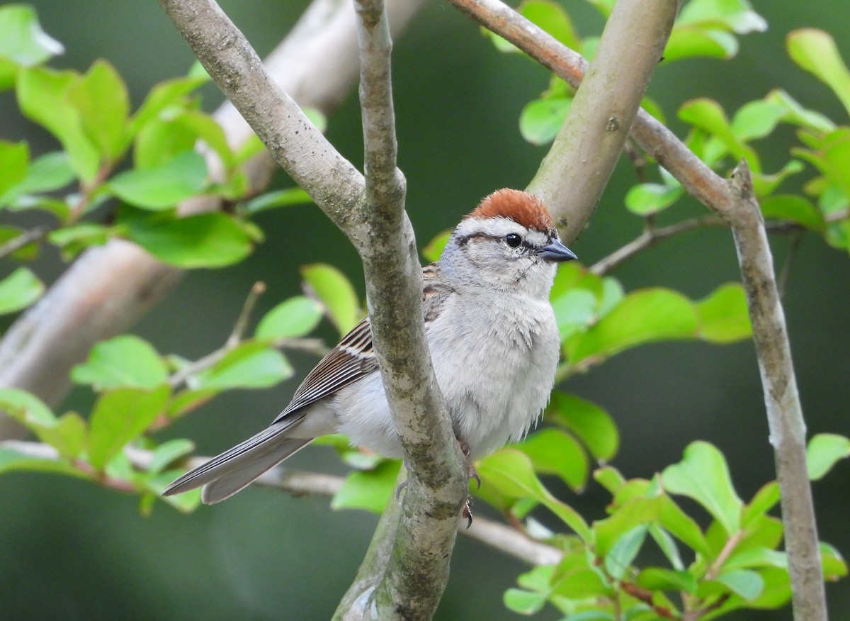 Chipping Sparrow - ML635395012