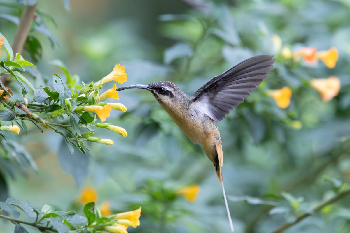 Tawny-bellied Hermit - ML635395021