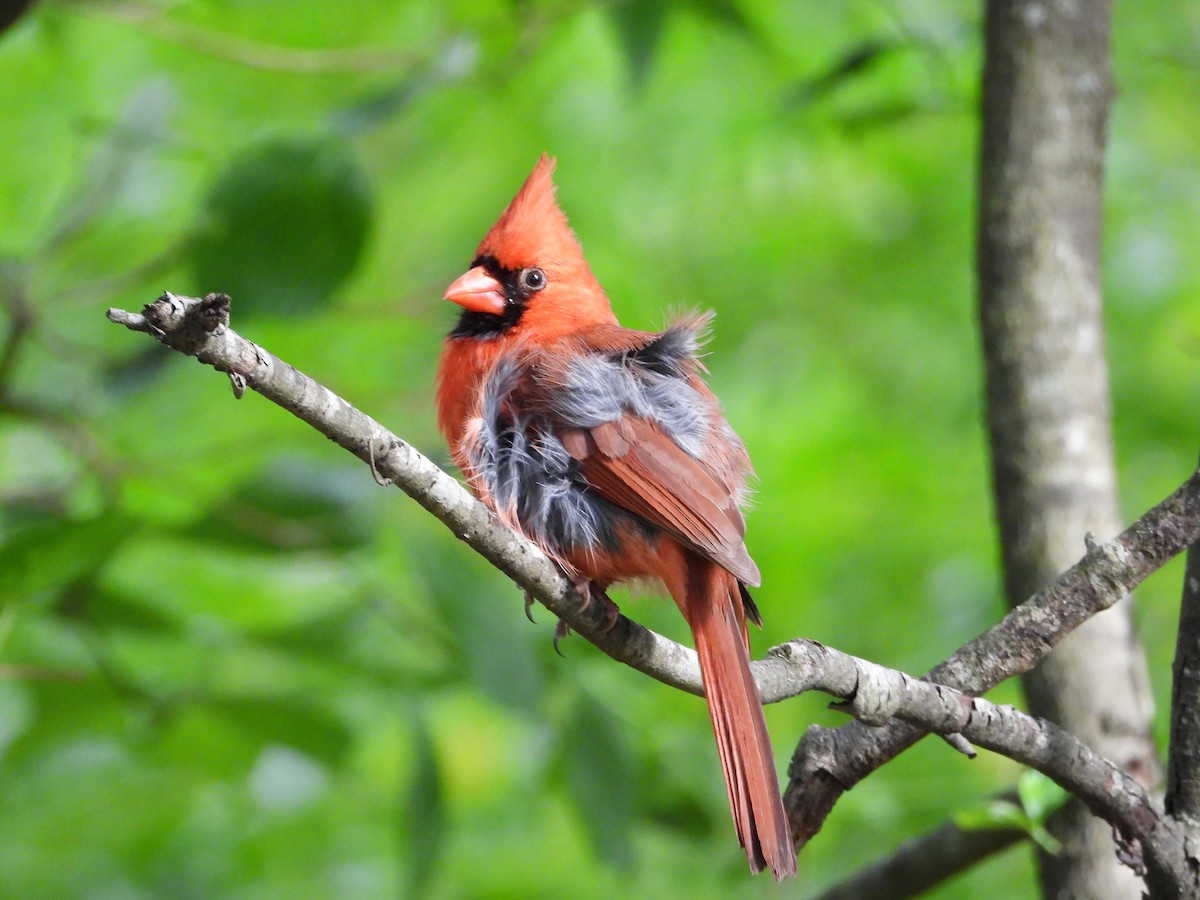 Northern Cardinal - ML635395027