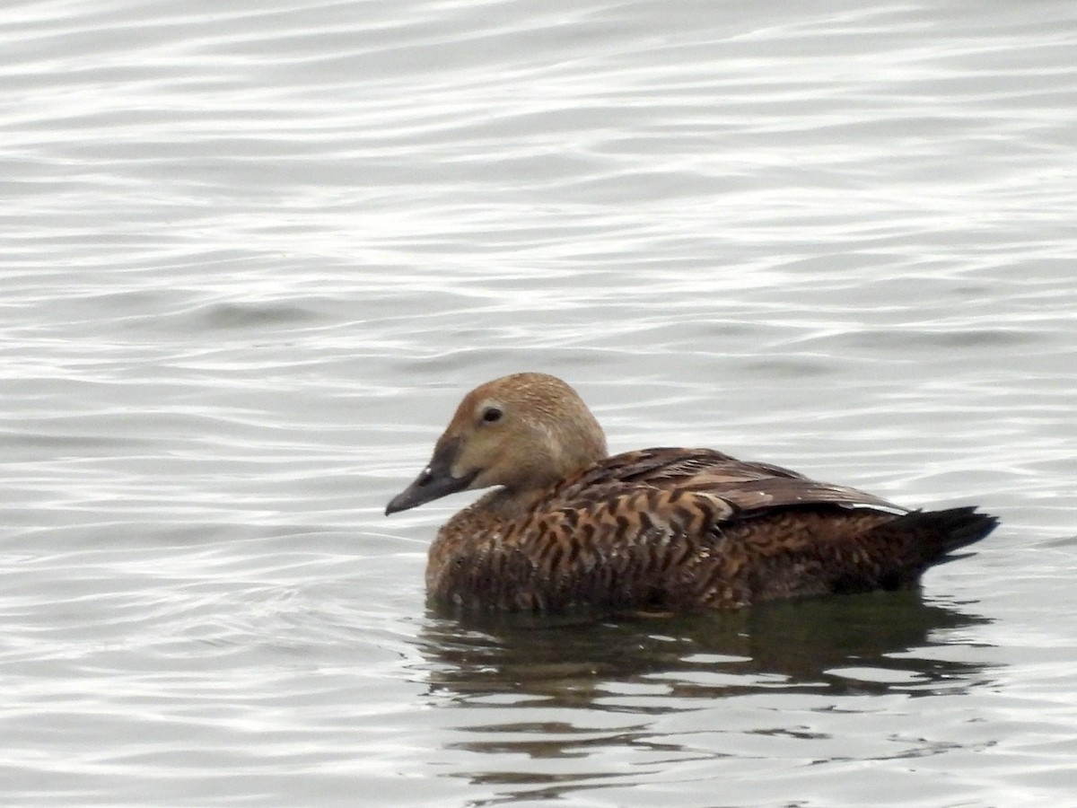 King Eider - ML635395029