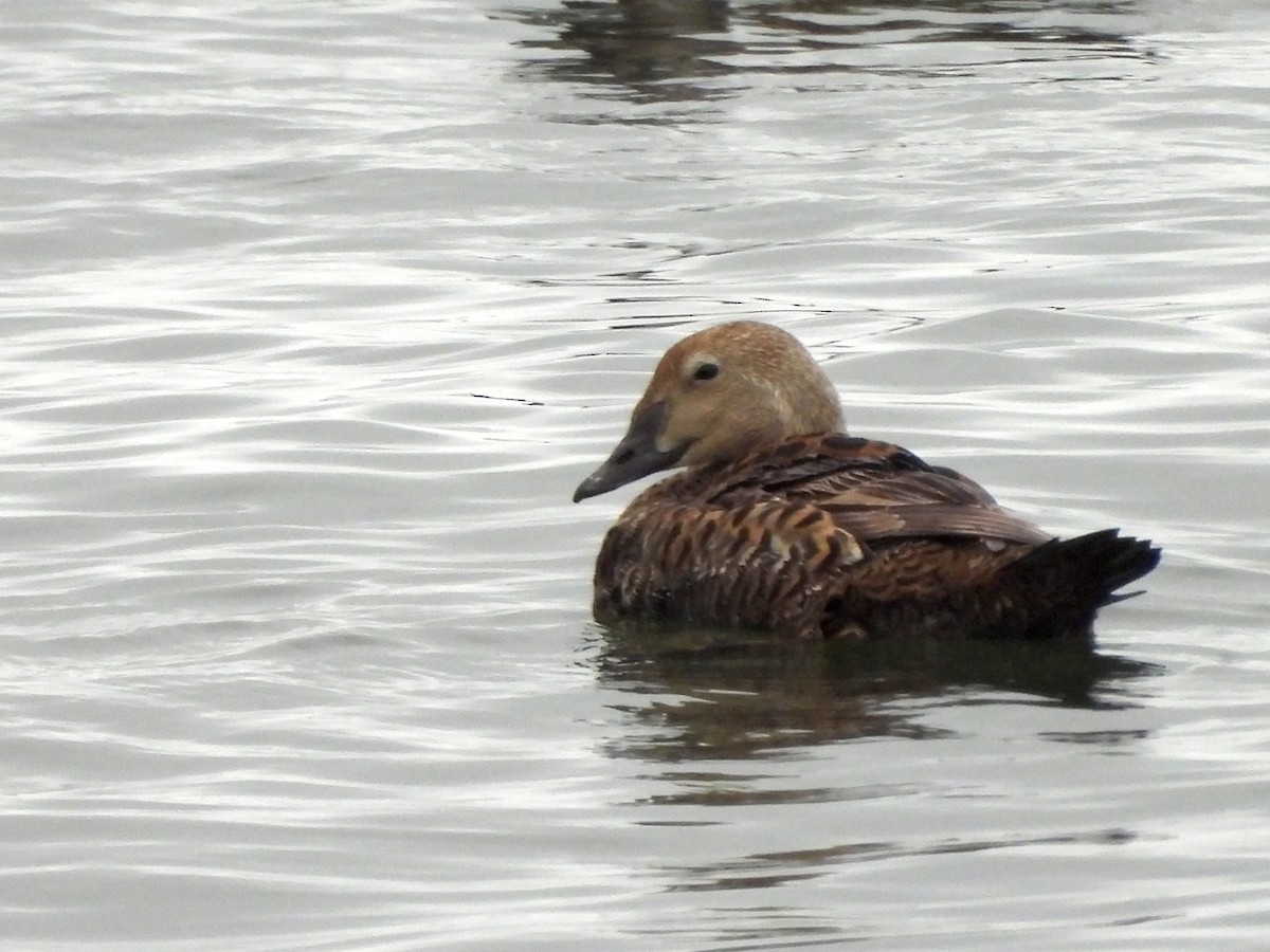 King Eider - ML635395030