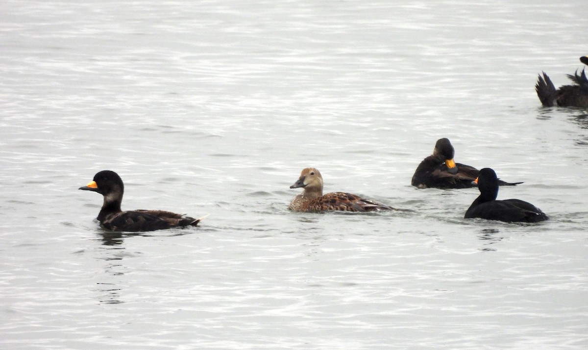 King Eider - ML635395031