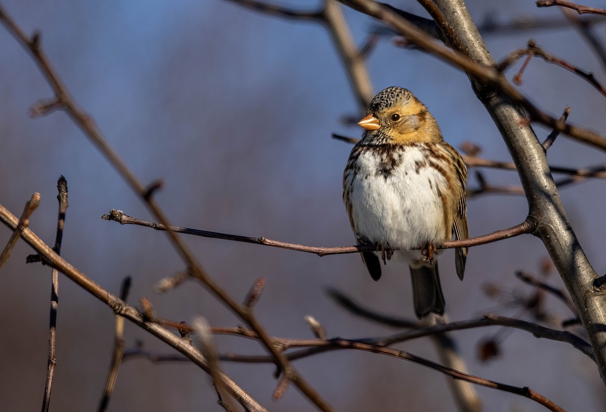 Harris's Sparrow - ML635395047