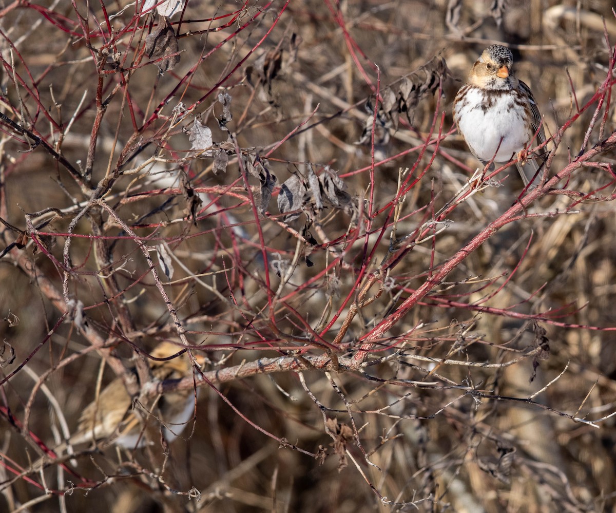 Harris's Sparrow - ML635395051