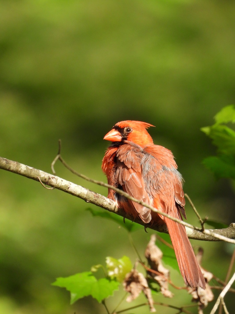 Northern Cardinal - ML635395073