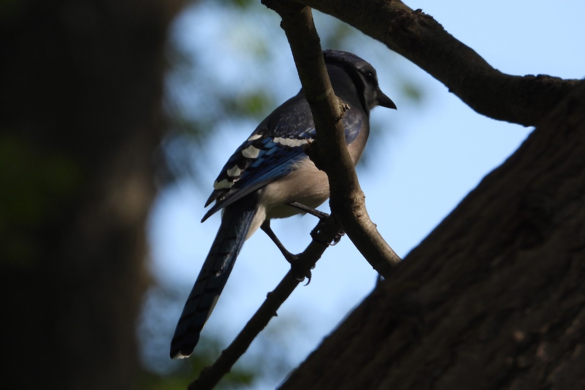 Blauhäher - ML635395083