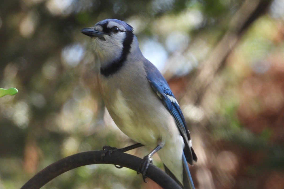 Blauhäher - ML635395084