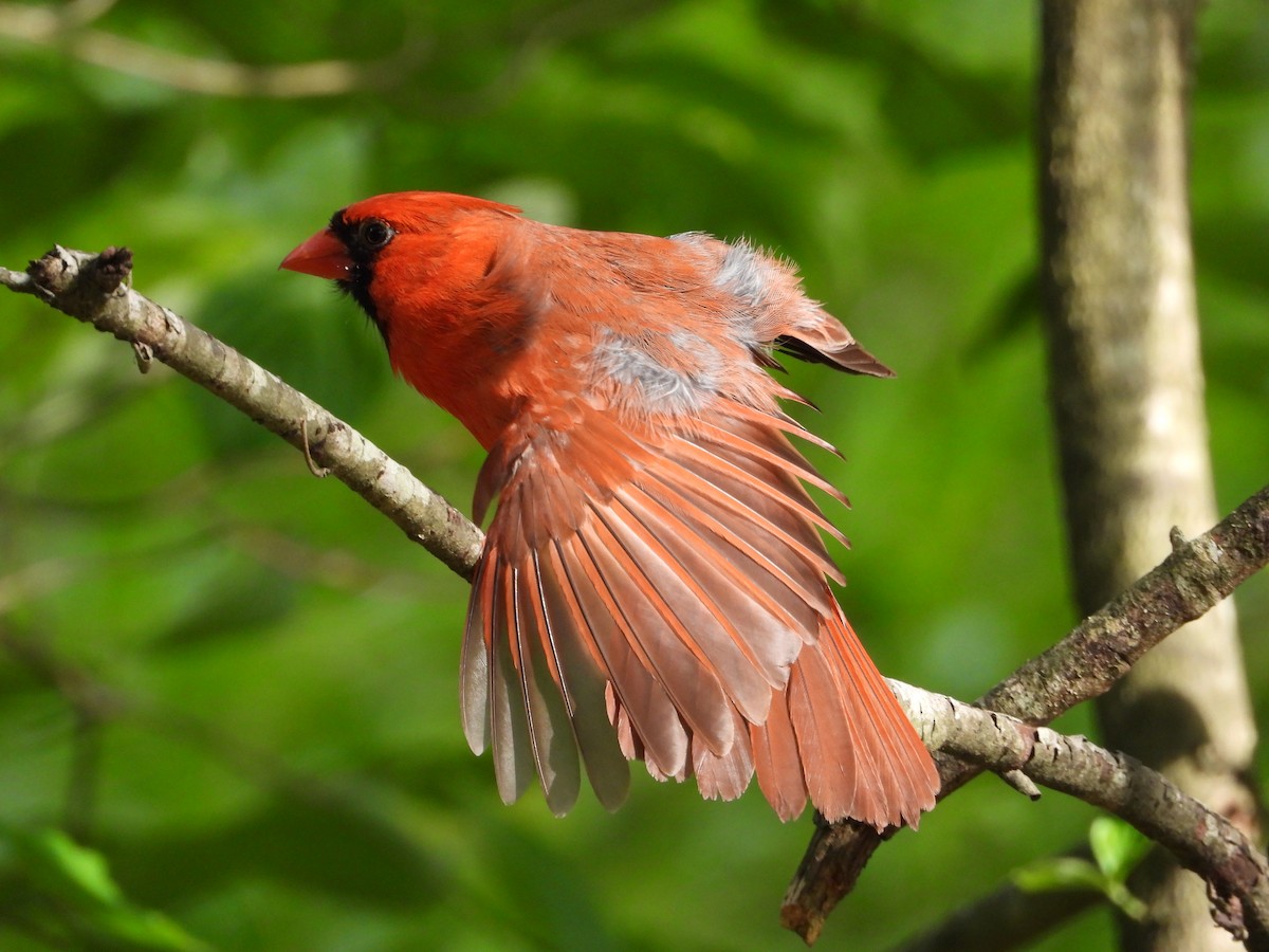 Northern Cardinal - ML635395097