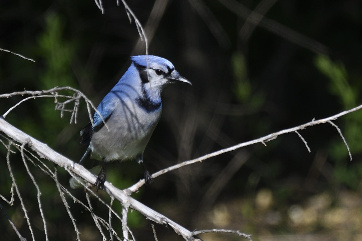 Blauhäher - ML635395107