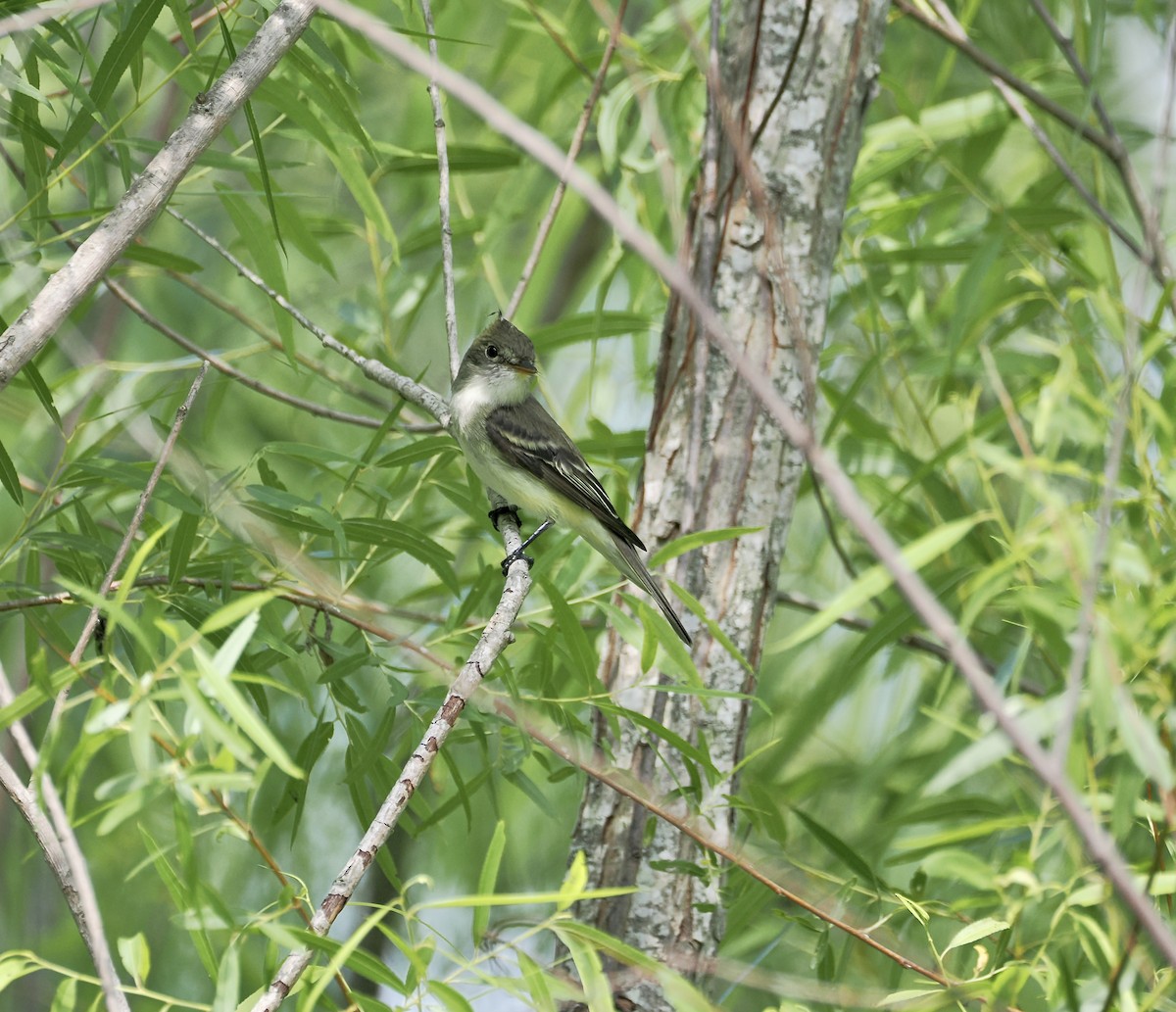 Піві-малюк вільховий - ML635395162