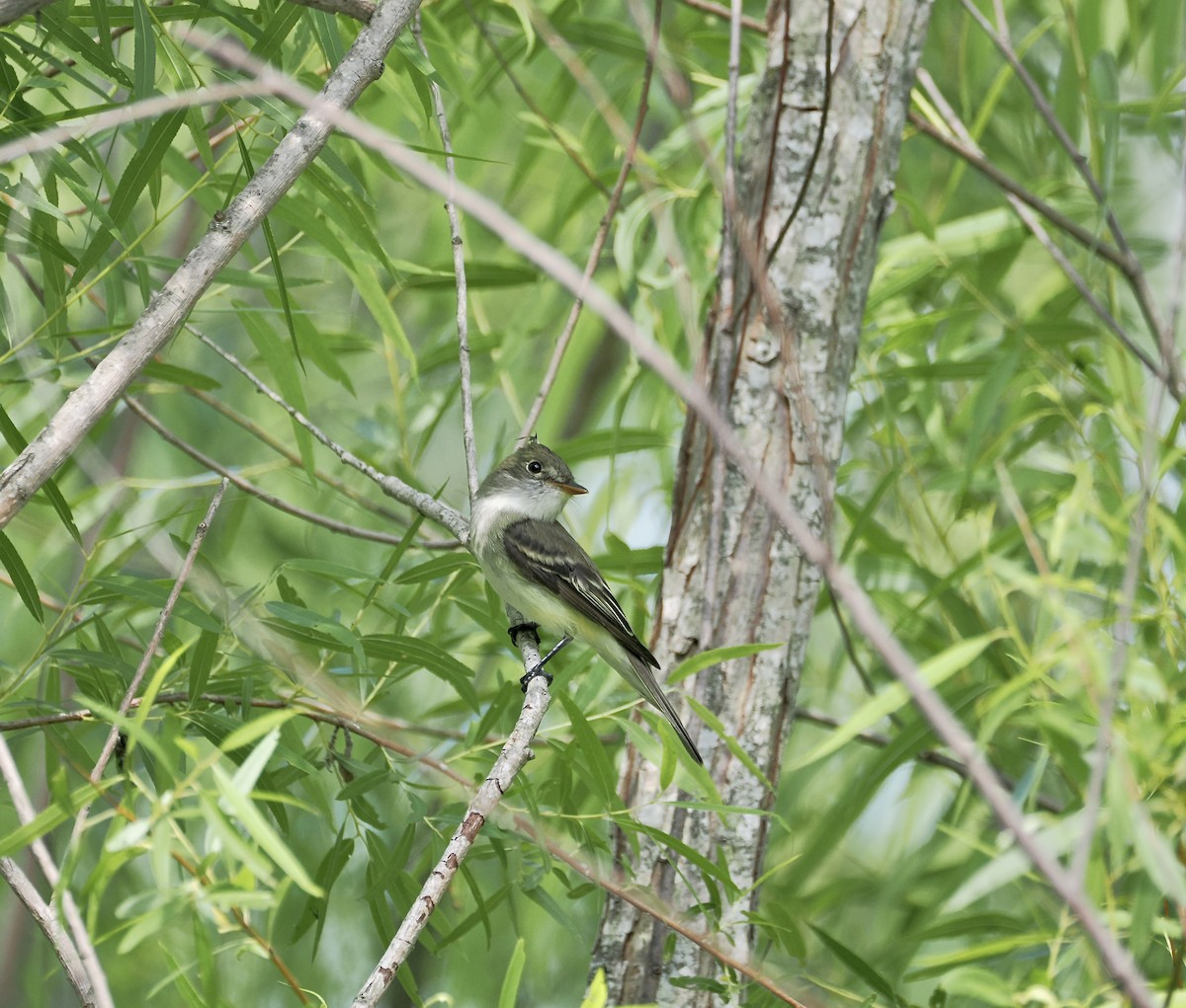 Піві-малюк вільховий - ML635395177