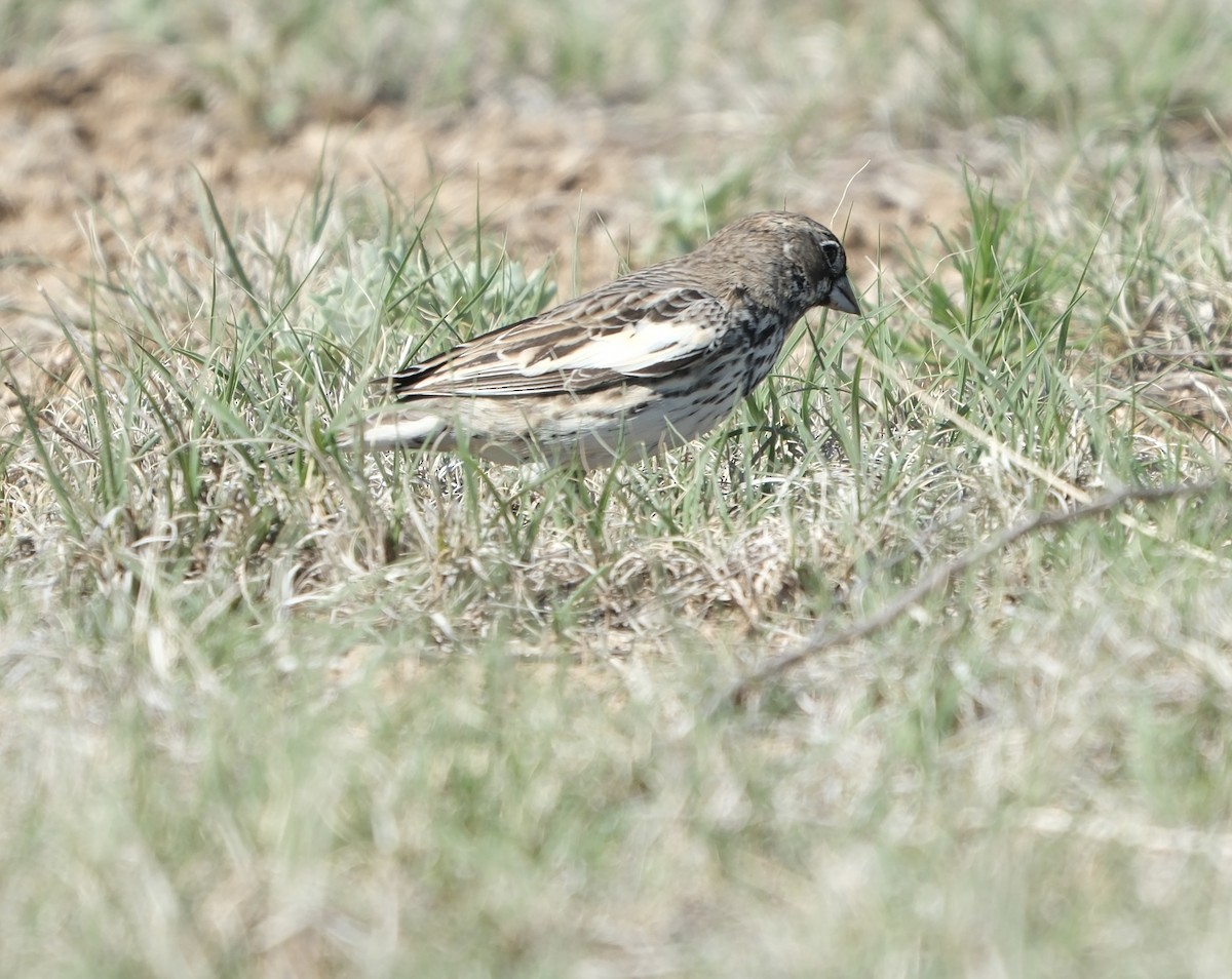 Lark Bunting - ML635395193