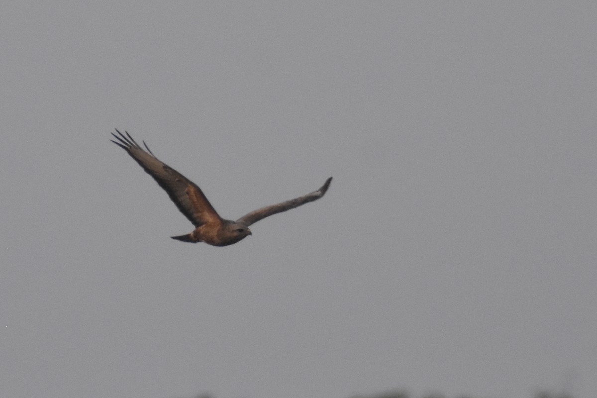 歐亞鵟(vulpinus/menetriesi) - ML635395363