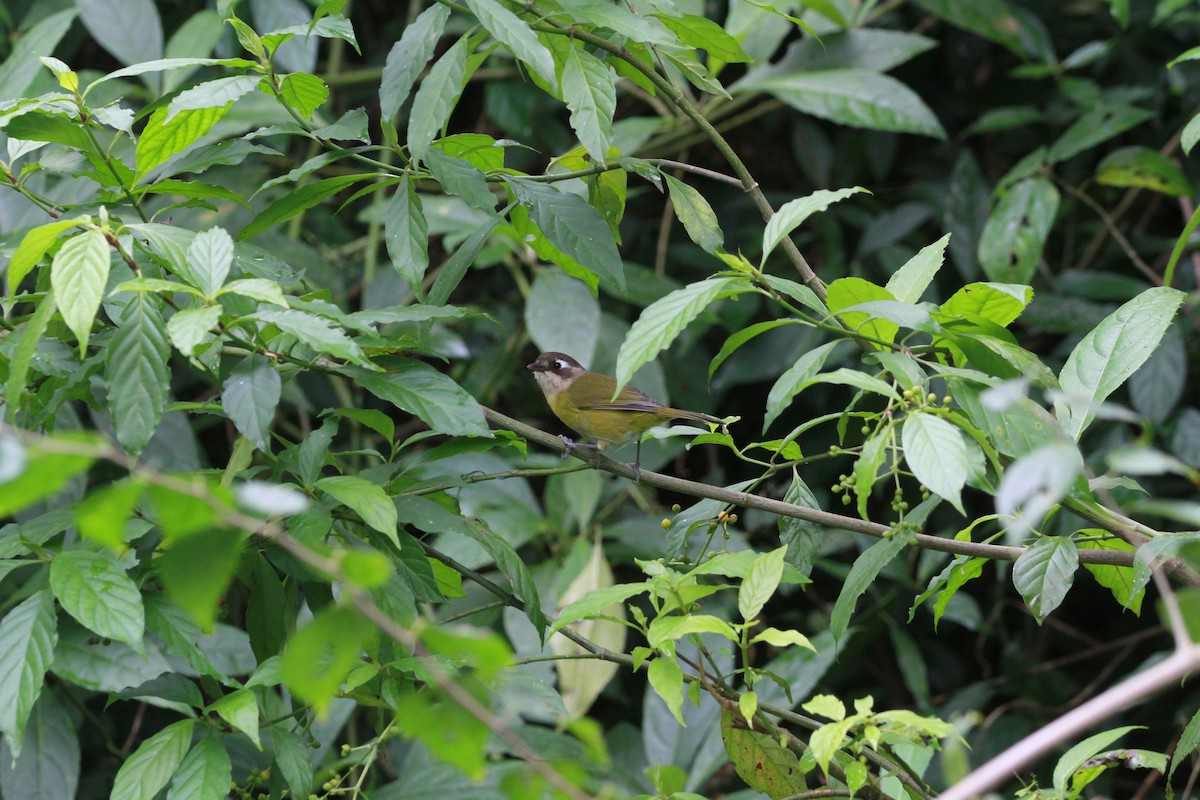 Common Chlorospingus - ML635395385