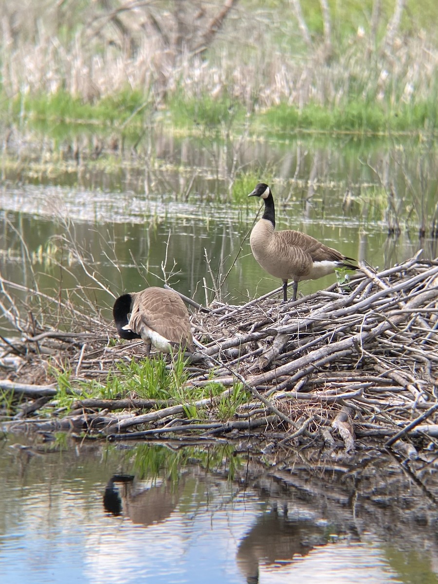 Branta kanadar handia - ML635395436