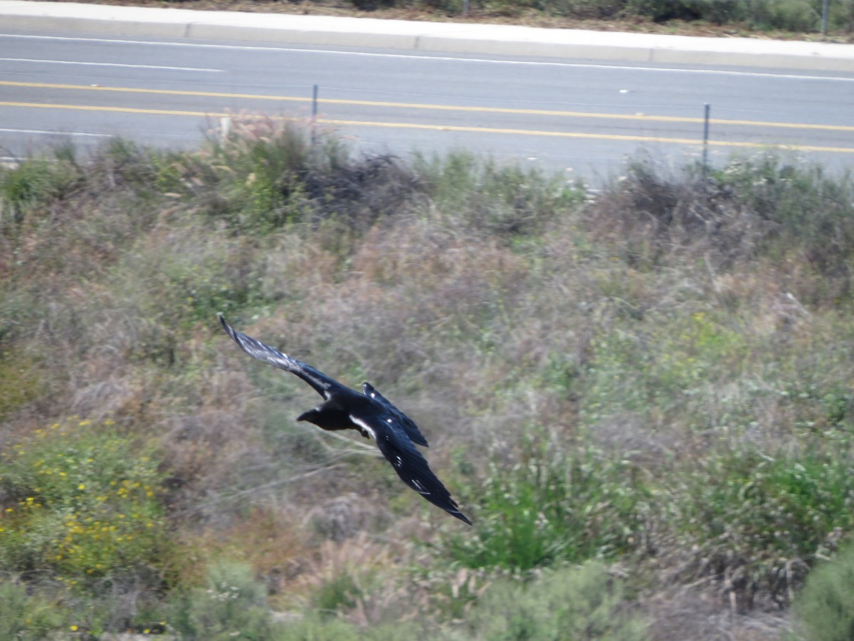 Common Raven - ML635395494