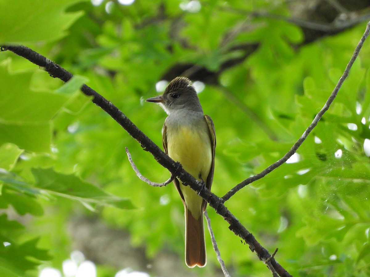 Great Crested Flycatcher - ML635395536