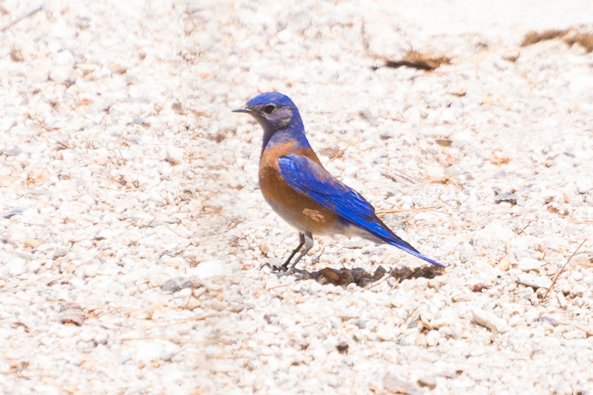 Western Bluebird - ML635395676