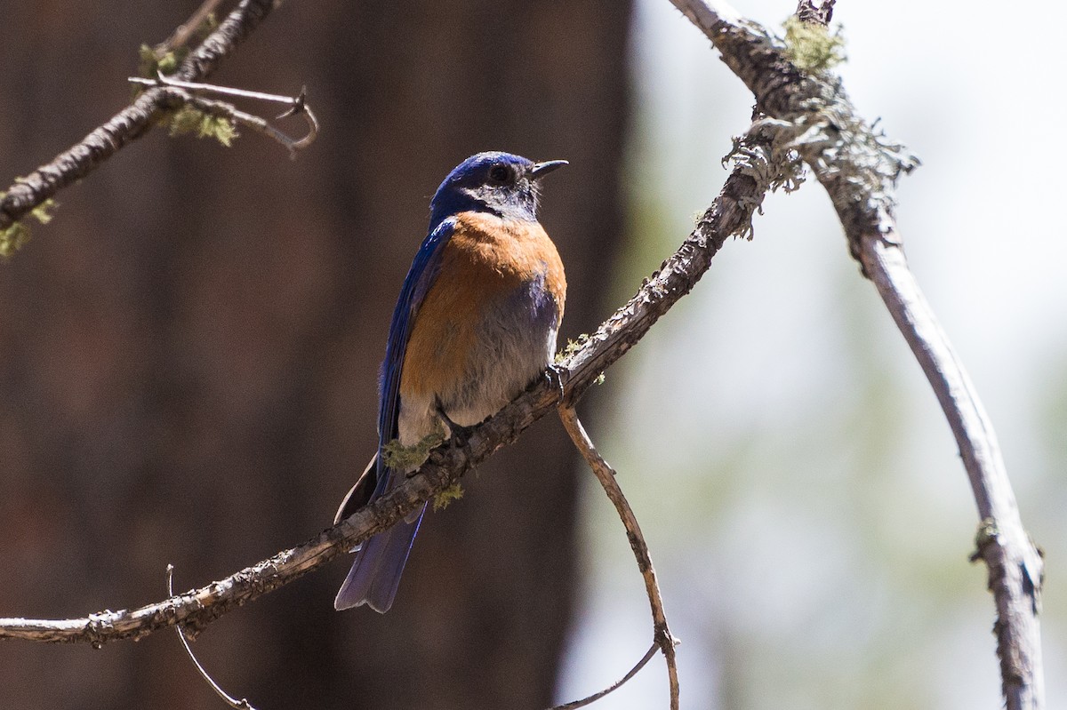 Western Bluebird - ML635395677
