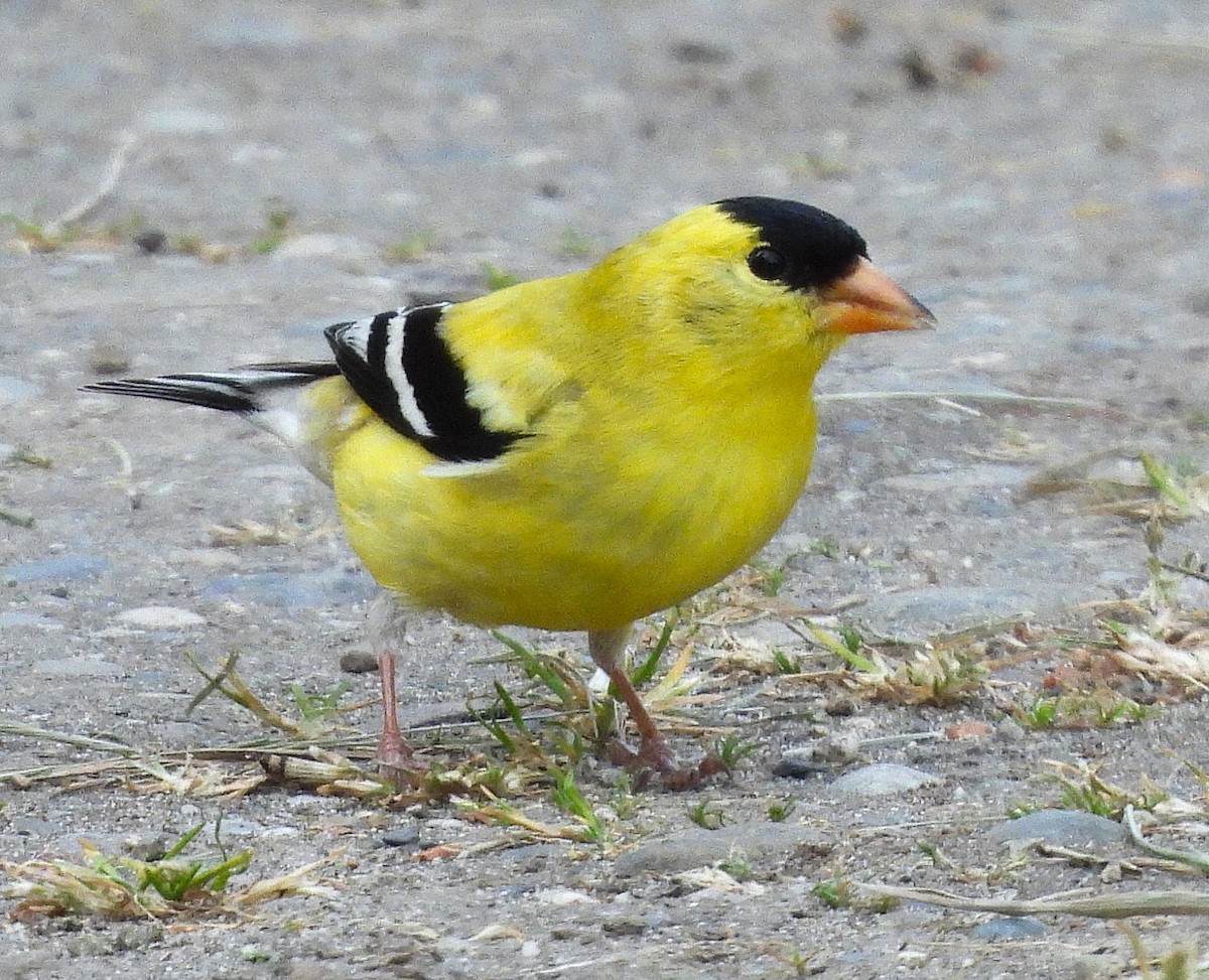 Чиж золотий - ML635395839